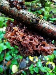 Phaeotremella frondosa