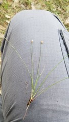 Eleocharis geniculata
