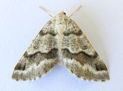 Macaria pallipennata