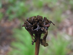Tanacetum coccineum