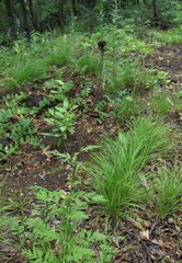 Tanacetum coccineum