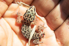 Pachydactylus affinis