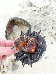 Pinctada imbricata