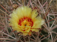 Homalocephala parryi