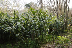Hedychium gardnerianum