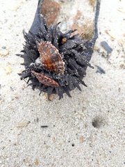 Pinctada imbricata