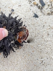 Pinctada imbricata