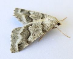 Macaria pallipennata