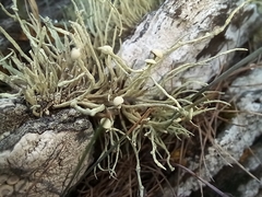 Ramalina cuspidata