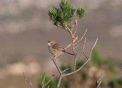 Cisticola subruficapilla