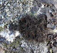 Pseudephebe pubescens