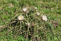 Carlina acaulis