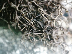 Pseudephebe pubescens