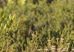 Sphenoeacus afer afer