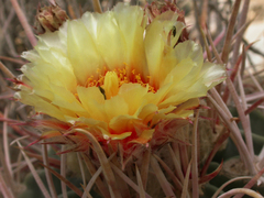 Homalocephala parryi