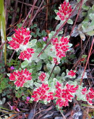 Helichrysum spiralepis