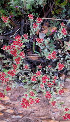 Helichrysum spiralepis