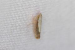 Scaphytopius elegans