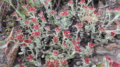 Helichrysum spiralepis