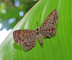 Adelotypa leucophaea