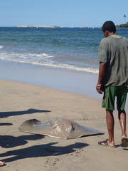 Pateobatis jenkinsii