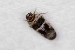 Catonia texana