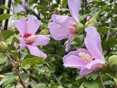 Hibiscus syriacus