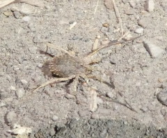 Lacinius horridus