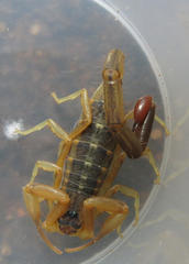 Uroplectes vittatus