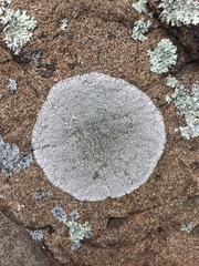 Circinaria caesiocinerea