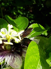 Xylocopa frontalis