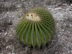 Echinocactus platyacanthus