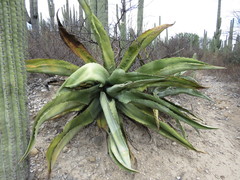 Agave marmorata