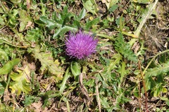 Cirsium acaule