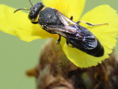 Hylaeus confluens