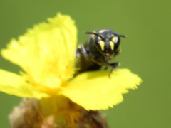 Hylaeus confluens