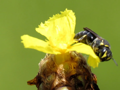 Hylaeus confluens