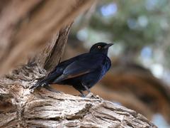 Onychognathus nabouroup