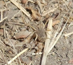 Lacinius horridus