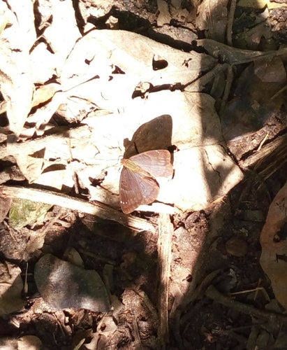 Veronica nymph