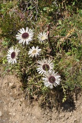 Carlina acaulis