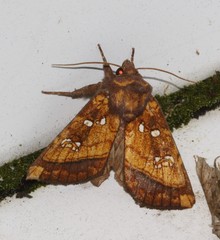 Papaipema harrisii