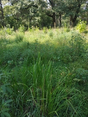 Sparganium erectum