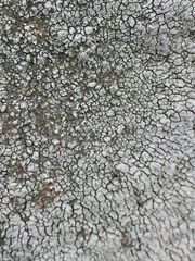 Circinaria caesiocinerea