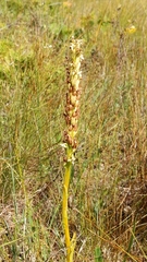 Platanthera dilatata