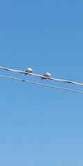 Streptopelia decaocto