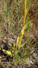 Platanthera dilatata