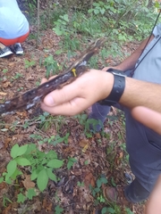 Cyptotrama chrysopepla