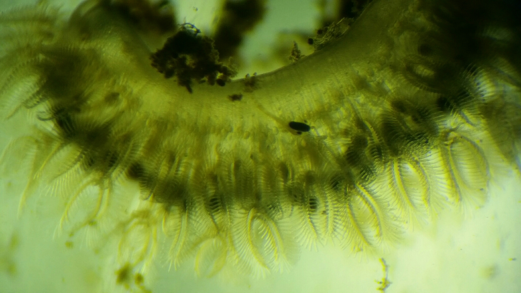 Cristatella mucedo Cuvier, 1798