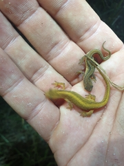 Lissotriton vulgaris